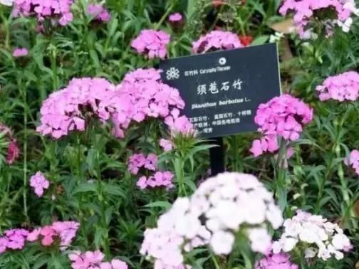 1589591360348456.jpg 美國石竹.jpg