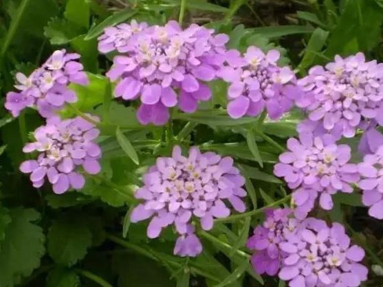1589591379562918.jpg 蜂室花.jpg