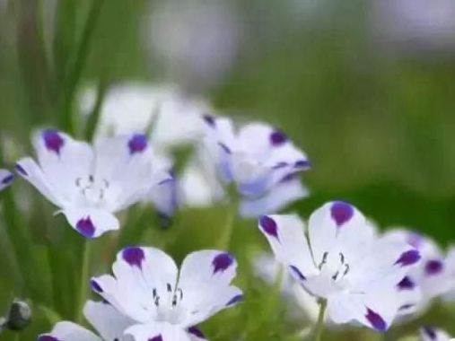 1589591474866646.jpg 紫點幌菊.jpg