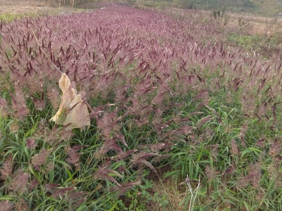 糖蜜草種子每畝地播種多少？