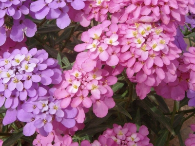蜂室花種子可以去哪批發(fā)？