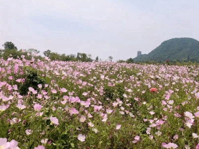 美麗月見草種子的播種量是多少？