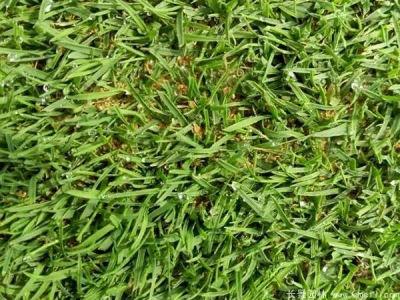 結(jié)縷草種子怎么催芽？