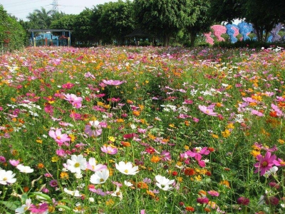 進(jìn)口野花組合種子播種幾天發(fā)芽多久開花？