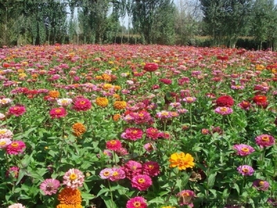 野花組合什么時候開花？