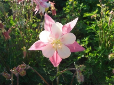 小花耬斗菜種子多少錢一斤？