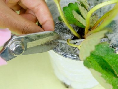 草莓種子幾月份播種？
