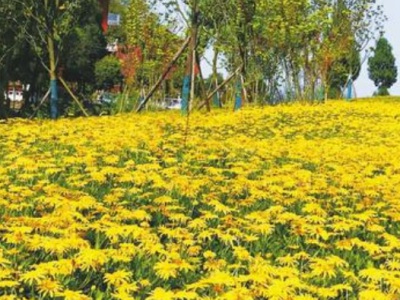 黃金菊種子發(fā)芽溫度？