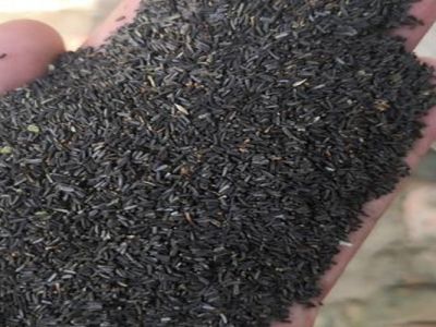 黑心菊種子什么時(shí)候成熟？