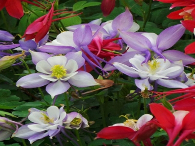 大花耬斗菜花語和寓意是什么？