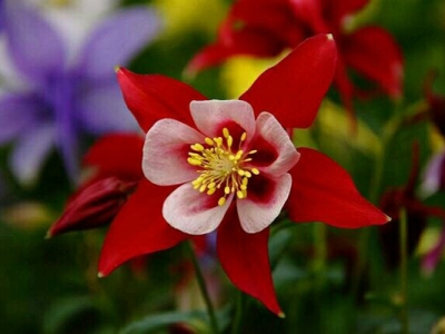 大花耬斗菜當(dāng)年種開花嗎？