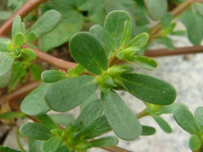 馬齒莧種子可以用水泡幫助發(fā)芽嗎？