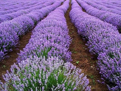 薰衣草種子到開(kāi)花需要多久？