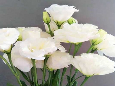 洋桔梗種子從發(fā)芽到開花得多長(zhǎng)時(shí)間？