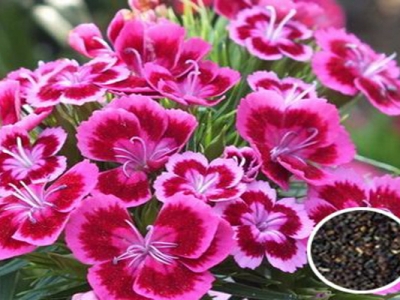 五彩石竹種子多久發(fā)芽開花？