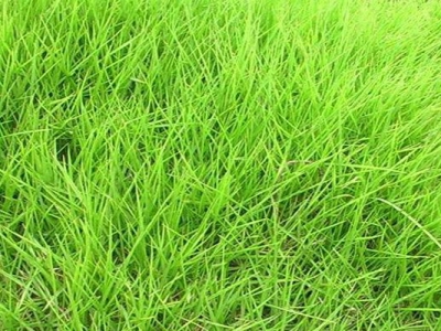 狗牙根草坪跟天鵝絨草坪的區(qū)別是什么？