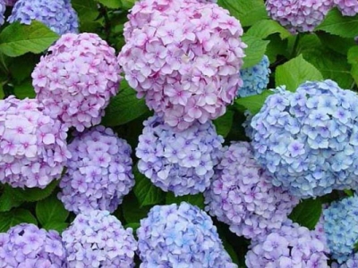 繡球花種子幾天發(fā)芽？