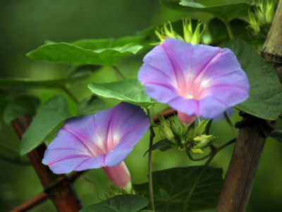 牽牛花種子幾天發(fā)芽出苗？
