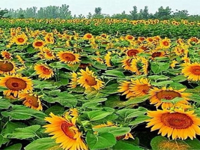矮向日葵種子幾天發(fā)芽？