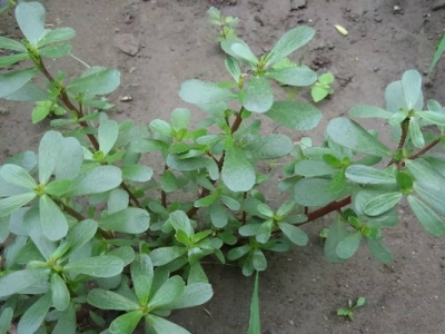 馬齒莧種子幾天能發(fā)芽？