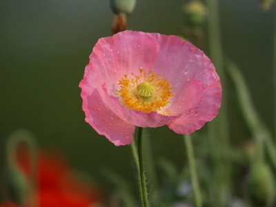 虞美人種子幾天能發(fā)芽？