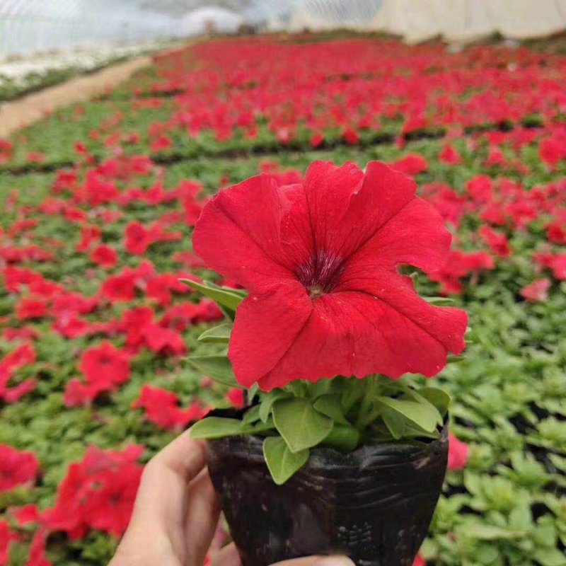 正紅大紅色矮牽?；ǘ?/>
</p>
<p style=